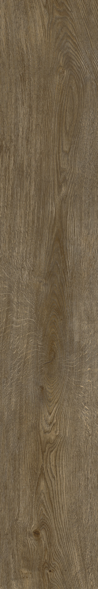 ragno inedito radr.jpg